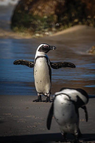 Penguins: Cape Town Boulders Beach by Alex G Perez
