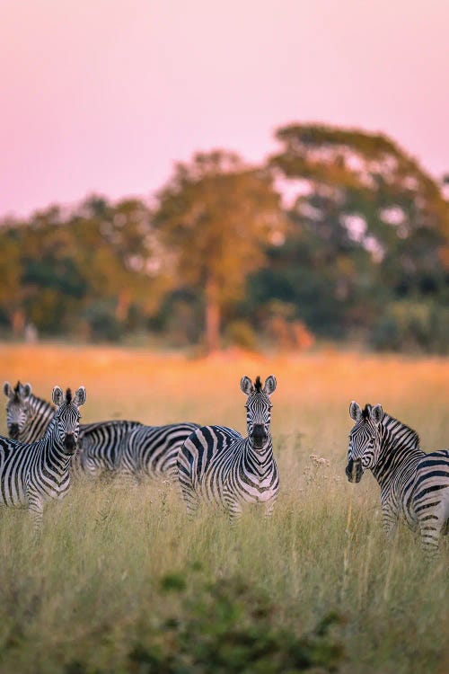 Botswana Safari Zebra Golden Hour