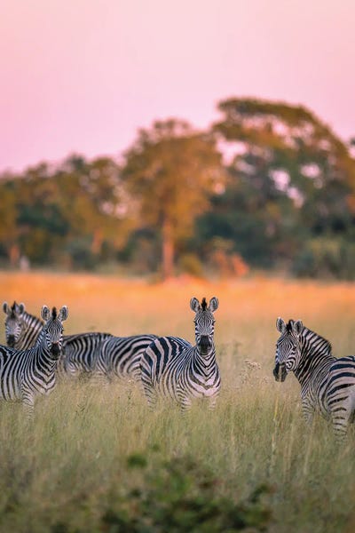 Zebras: Botswana Safari Zebra Golden Hour by Alex G Perez