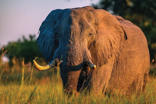 Botswana: Botswana Safari Elephant Tusks by Alex G Perez