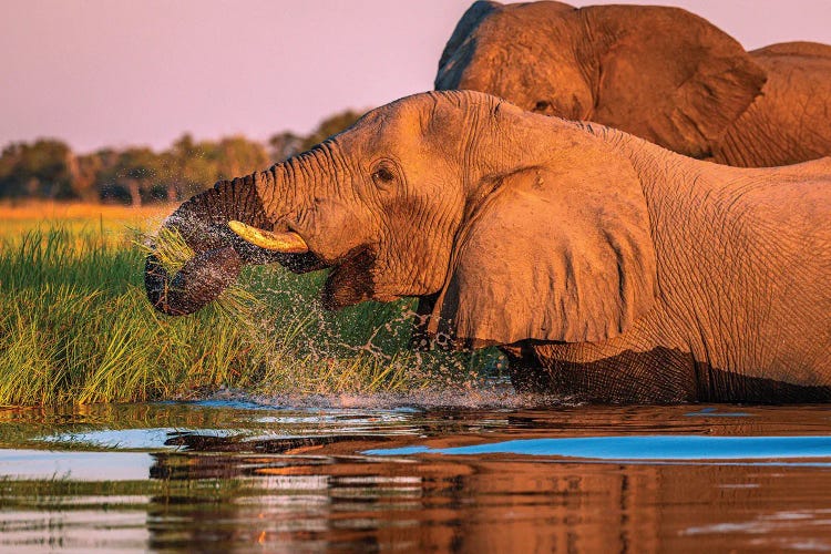 Botswana Safari Delta Elephant