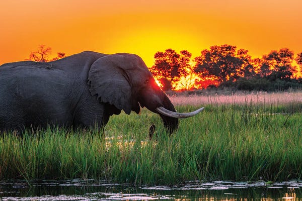Botswana: Botswana Safari Susnet Elephant by Alex G Perez