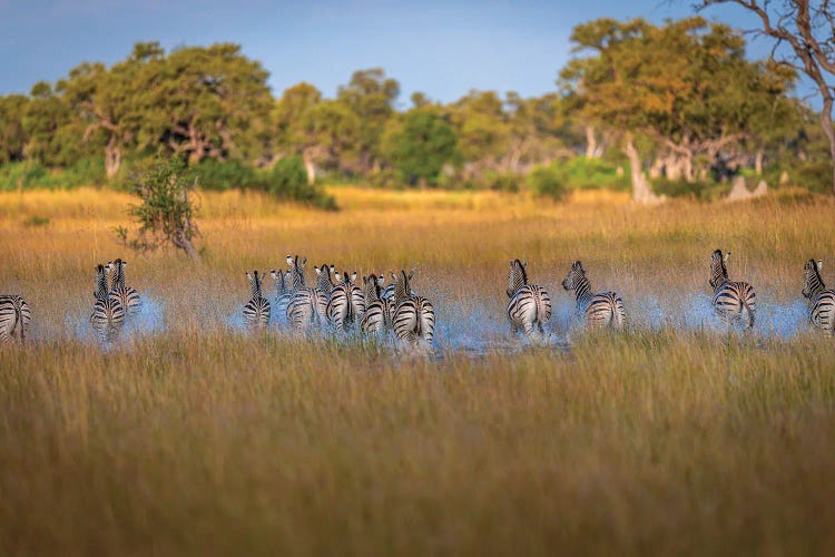 Botswana Safari Zebra Heard