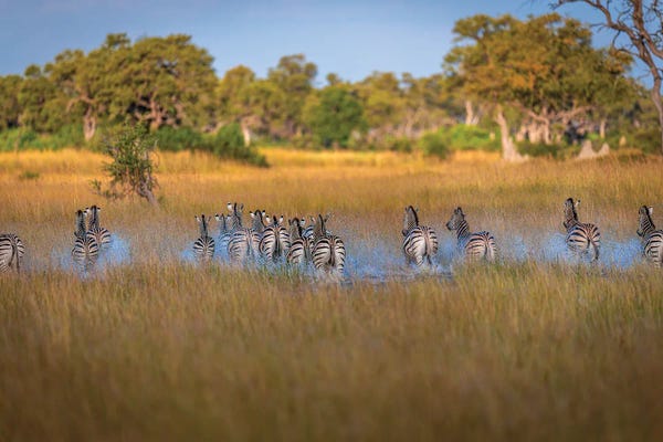 Zebras: Botswana Safari Zebra Heard by Alex G Perez
