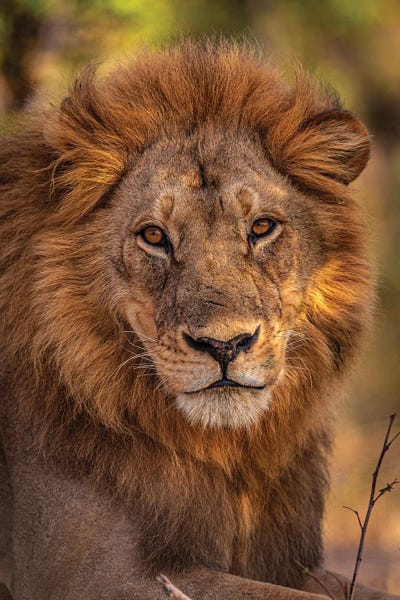 Lions: Botswana Safari Male Lion by Alex G Perez