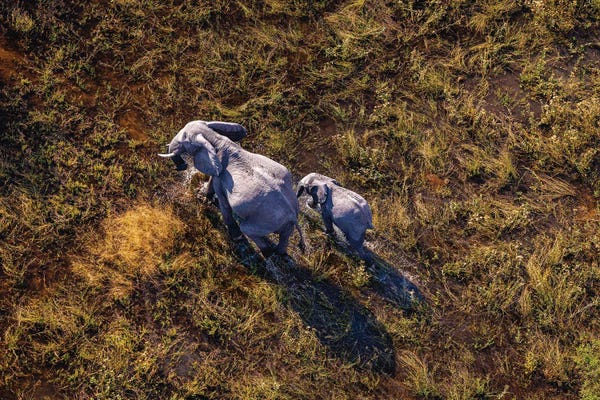 Botswana Safari Elephant Family