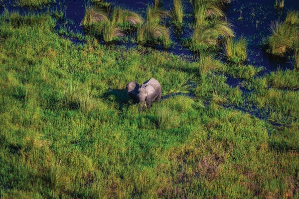 Botswana: Botswana Safari Elephant Grazing by Alex G Perez