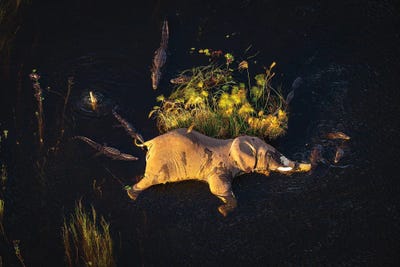 Botswana Safari Elephant Life by Alex G Perez framed canvas print