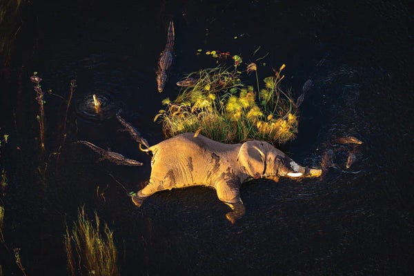 Botswana Safari Elephant Life