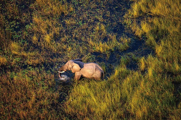 Botswana: Botswana Safari Elephant Grazing Grass by Alex G Perez
