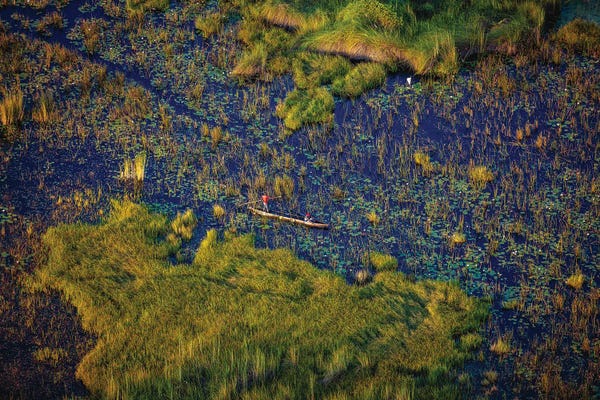 Marshes & Swamps: Botswana Safari Locals On Delta by Alex G Perez