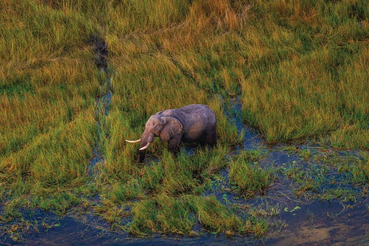 Botswana Safari Elephant Grazing In Delta