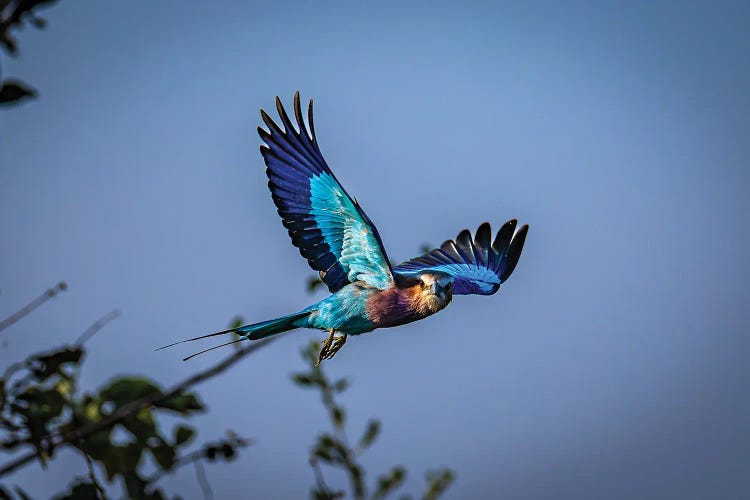 Botswana Safari Roller Bird