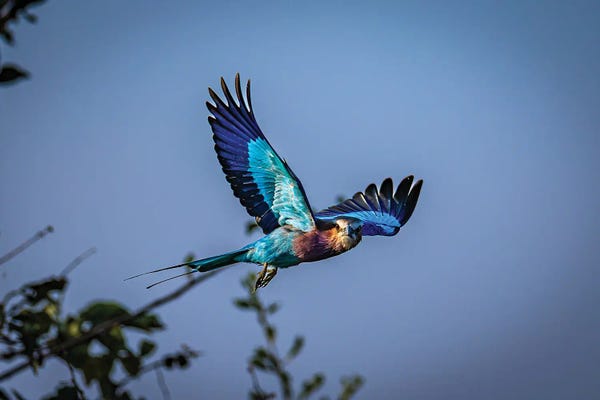 Botswana Safari Roller Bird