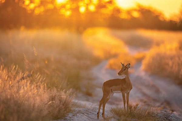 Botswana: Botswana Safari Golden Light Gazel by Alex G Perez