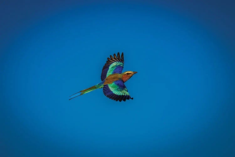 Botswana Safari Roller Brid Flying