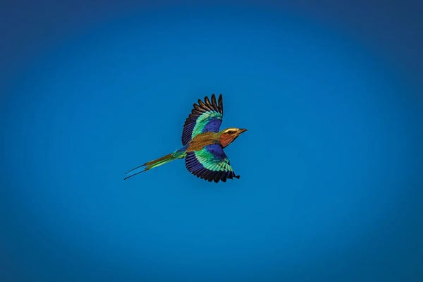 Botswana Safari Roller Brid Flying