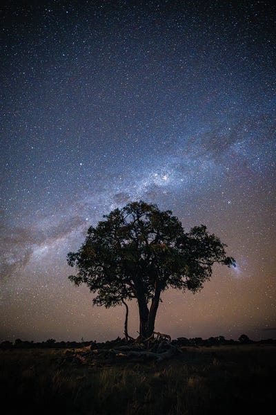 Alex G Perez: Botswana Safari Starry Sky by Alex G Perez