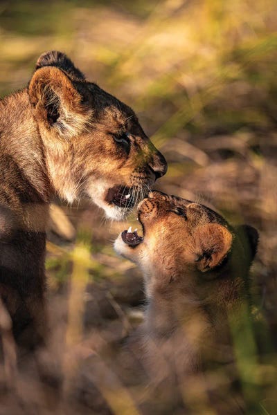 Lions: Botswana Safari Lion Cubs by Alex G Perez