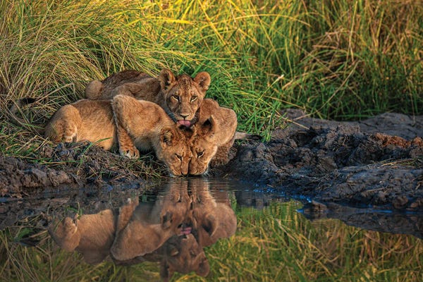 Lions: Botswana Safari Lion Cubs Drinking by Alex G Perez
