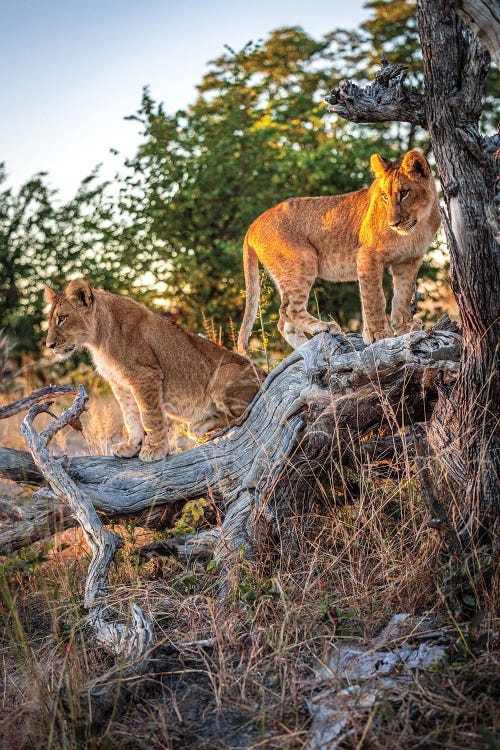 Botswana Safari Lion Cubs Portrait