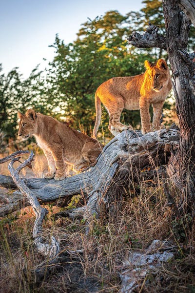 Lions: Botswana Safari Lion Cubs Portrait by Alex G Perez