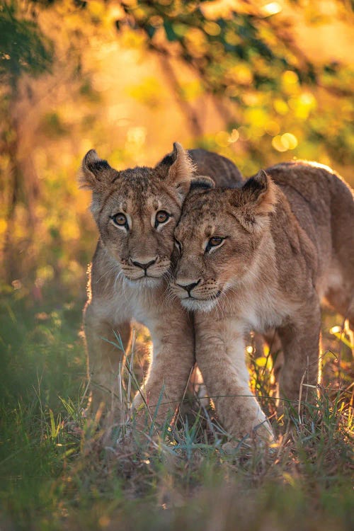 Botswana Safari Lion Cubs Golden Light