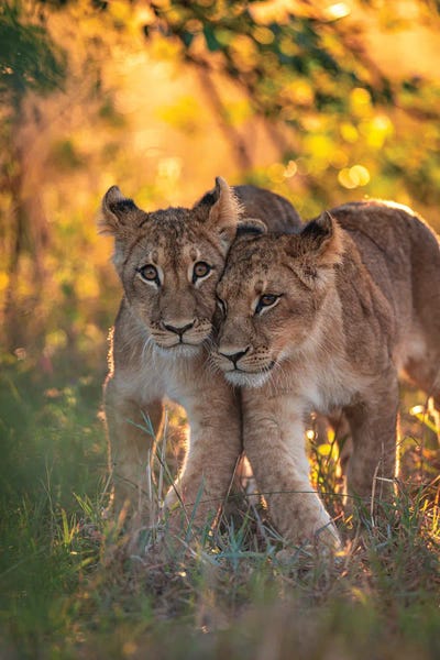 Lions: Botswana Safari Lion Cubs Golden Light by Alex G Perez