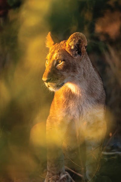 Lions: Botswana Safari Lion Cub Portrait by Alex G Perez