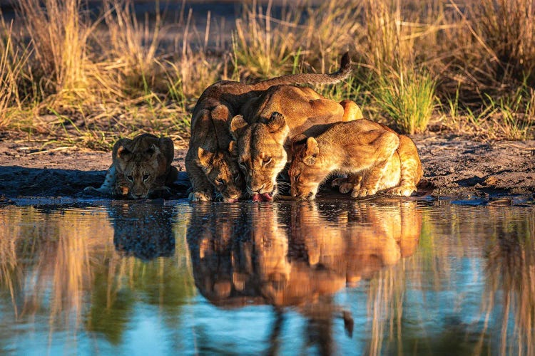 Botswana Safari Lion Family Drinking