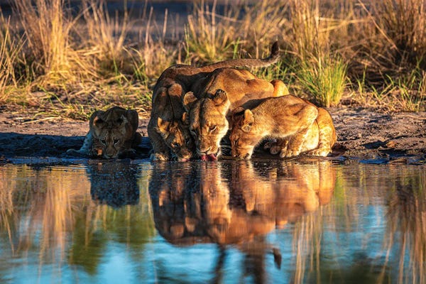 Lions: Botswana Safari Lion Family Drinking by Alex G Perez