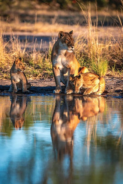 Lions: Botswana Safari Lion Family Portrait by Alex G Perez