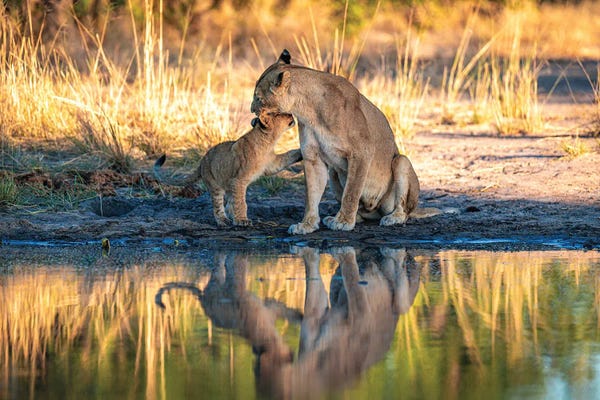 Lions: Botswana Safari Mother Son Lions by Alex G Perez