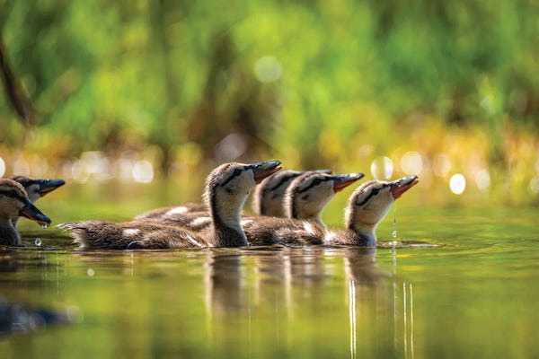 Alex G Perez: Baby Ducks Drinking by Alex G Perez