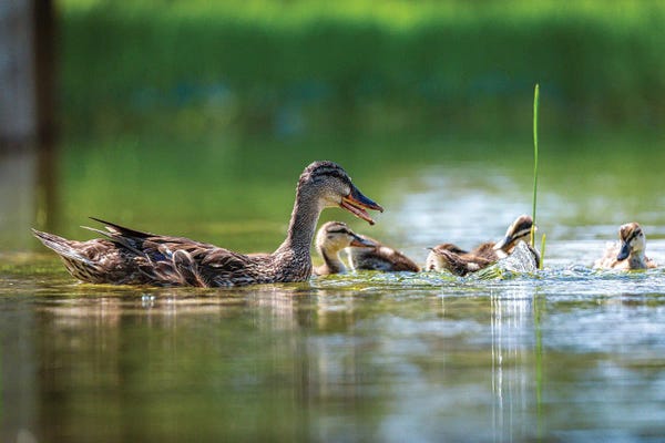 Alex G Perez: Baby Duck Family by Alex G Perez