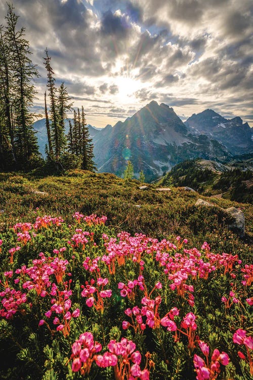 North Cascades Park Hiking Flower Sunset