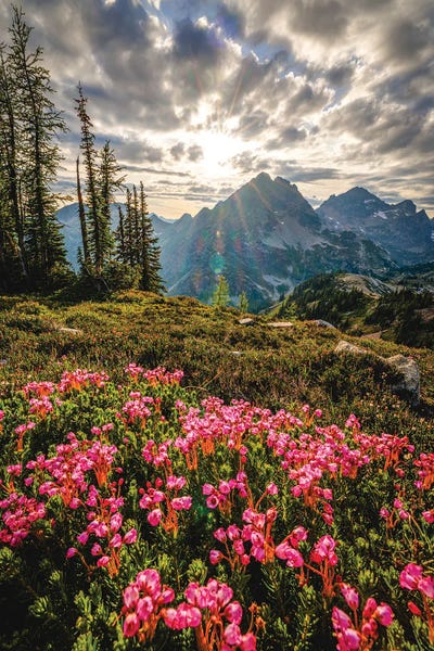 Alex G Perez: North Cascades Park Hiking Flower Sunset by Alex G Perez