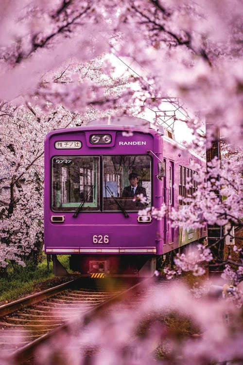 Japan Cherry Blossom Local Train II