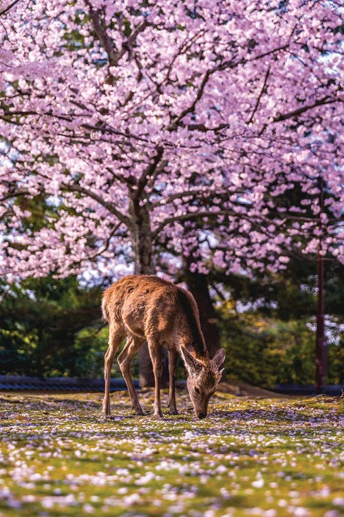 Japan Cherry Blossom Nara Park