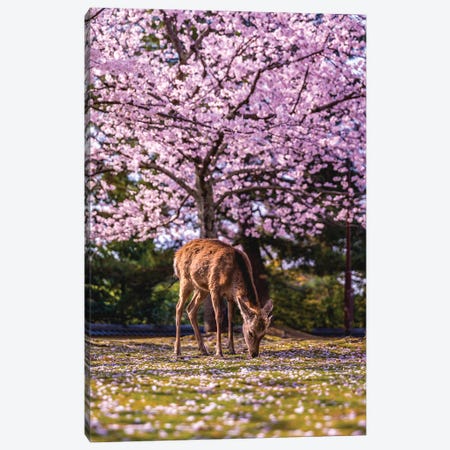 Japan Cherry Blossom Nara Park Canvas Print #AGP85} by Alex G Perez Canvas Print