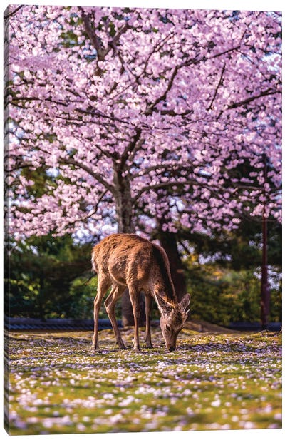 Japan Cherry Blossom Nara Park Canvas Art Print - Cherry Blossom Art