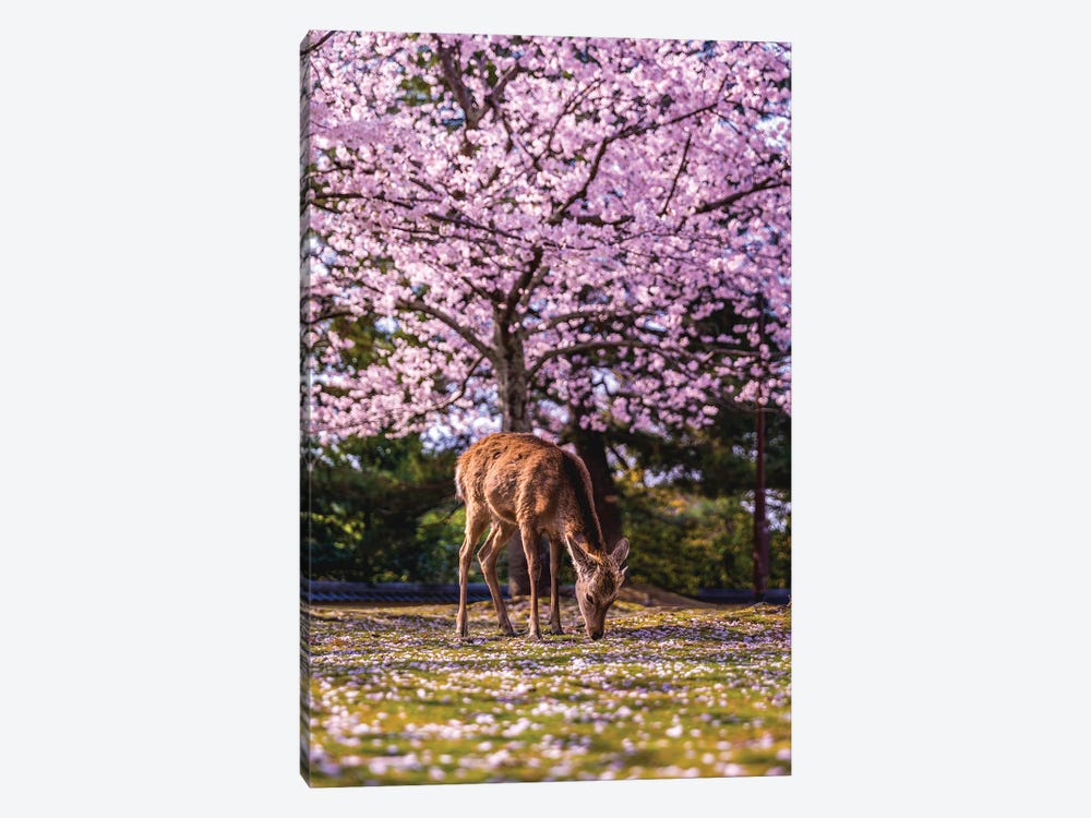 Japan Cherry Blossom Nara Park by Alex G Perez 1-piece Canvas Art