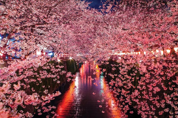 Blossoms: Japan Cherry Blossom River I by Alex G Perez