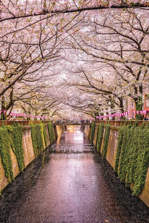 Japan Cherry Blossom River II