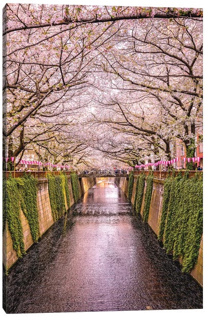 Japan Cherry Blossom River II Canvas Art Print - Cherry Tree Art
