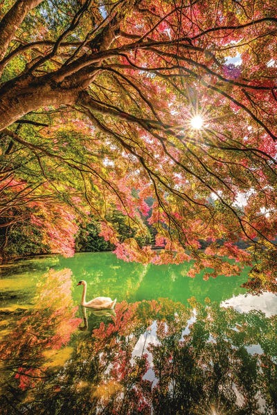 Japan Autumn Reflection Swan Lake Sun Flare