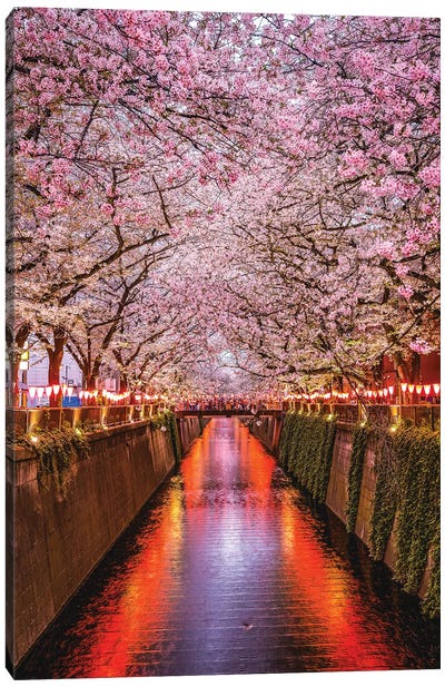 Japan Cherry Blossom River III Canvas Art Print - Cherry Blossom Art