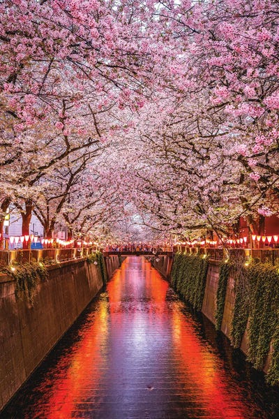 Nature Lover: Japan Cherry Blossom River III by Alex G Perez