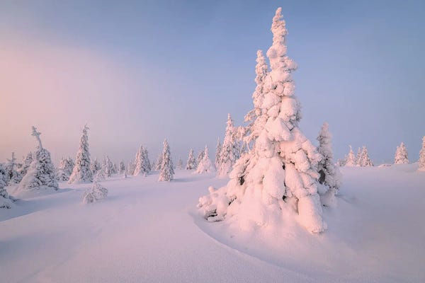 Alex G Perez: Lapland Frozen Arctic Landscape III by Alex G Perez