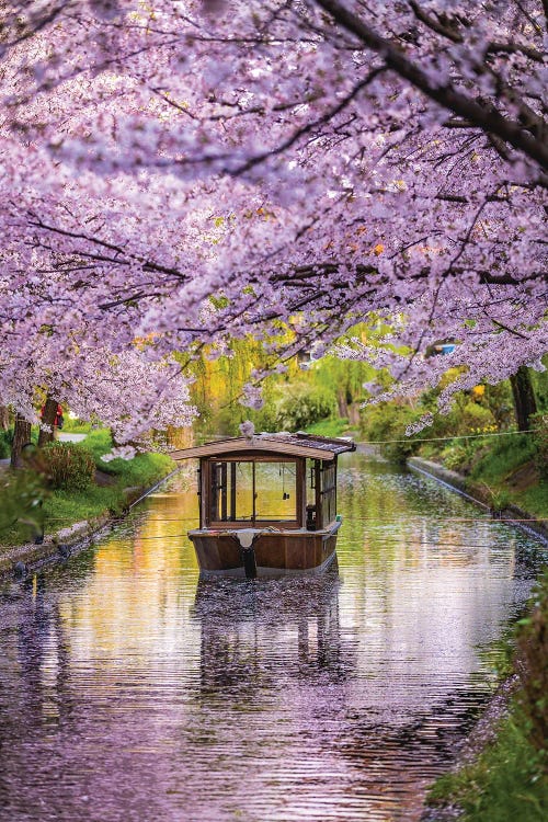 Japan Cherry Blossom River Boat II